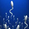 Би-би-си покажет гонки сперматозоидов
