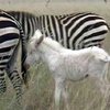 В Кении родился детеныш зебры... без черных полос