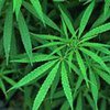 Более 2 кг марихуаны изъято в Волгоградской области