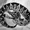 Частный питомник севастопольца пополнился выводком копьеголовой змеи