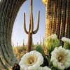 Мексика может остаться без кактусов - главного национального символа