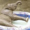 В австрийском зоопарке для слоненка поставили детский надувной бассейн