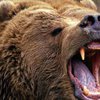 Подросток, отправленный на перевоспитание в лес, избил там медведя