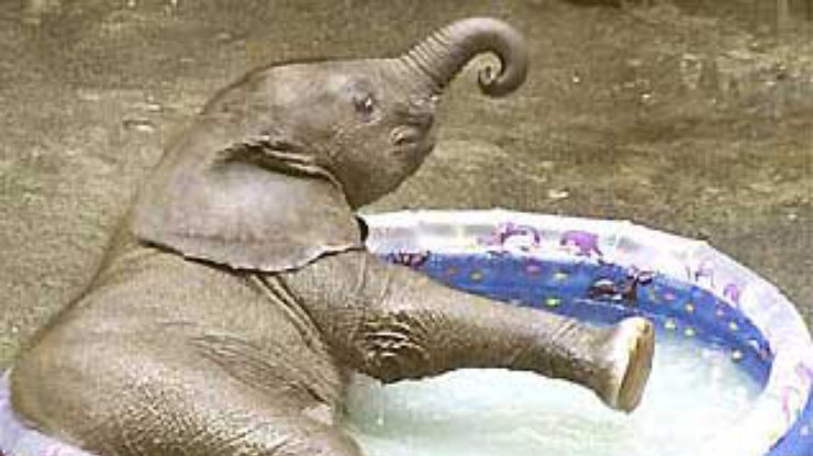 В австрийском зоопарке для слоненка поставили детский надувной бассейн
