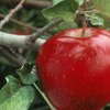 Microsoft выиграл патент на ярко-красное яблоко