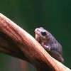Калифорния переживает нашествие кенийских лягушек