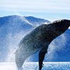 Япония обвиняется в "научном" убийстве китов