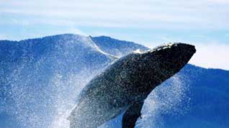 Япония обвиняется в "научном" убийстве китов