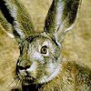 В Германии заяц напал на охотника