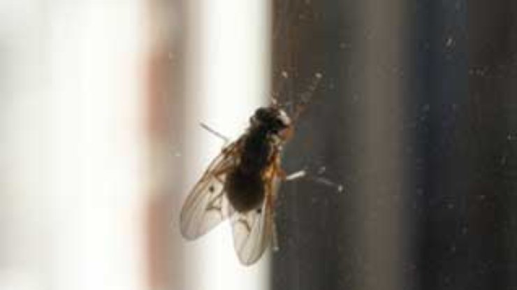 Китайский бизнесмен убил 8 миллионов мух