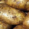 Выведен диетический сорт картофеля