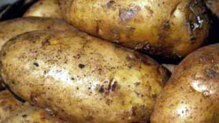 Выведен диетический сорт картофеля