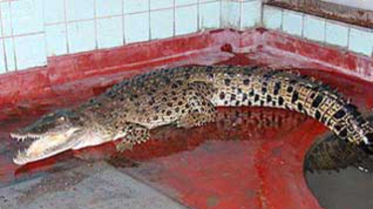 В Гонконге удалось поймать неуловимого крокодила по прозвищу Гуччи