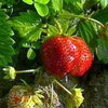 6 клубничек - килограмм. В городе Изюм выращивают ягоды весом 150 граммов