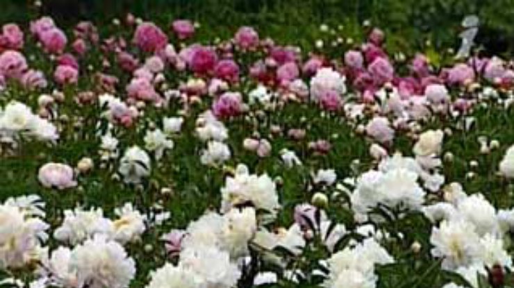 В Центральном ботаническом саду имени Гришко вовсю цветут пионы