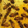 Немецкий учёный развенчал миф о трудолюбии пчёл