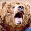 На Сахалине медведь загнал на дерево 12 школьников