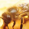 Ученые обнаружили пчел, у которых все лапы - "левые"