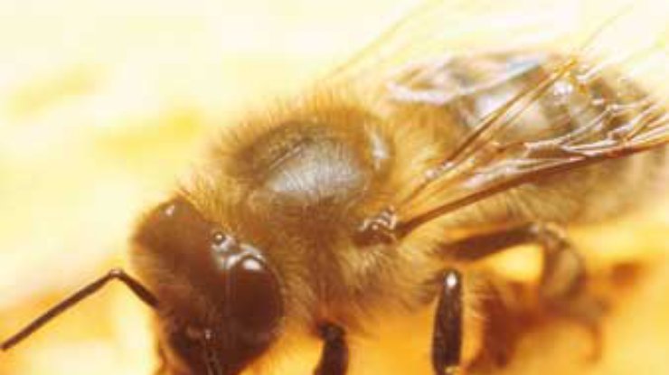 Ученые обнаружили пчел, у которых все лапы - "левые"