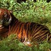 Съевших маньчжурского тигра китайцев посадили на девять лет