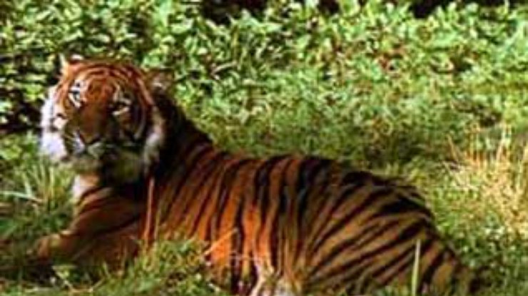Съевших маньчжурского тигра китайцев посадили на девять лет
