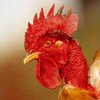 На острове Фиджи найден человек, воспитанный курицами