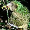 Новая Зеландия не смогла спасти трёх редчайших попугаев