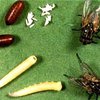 Мухи укрепляют иммунитет, утверждают китайские ученые