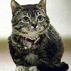 Самый маленький взрослый кот в мире весит 1,3 килограмма