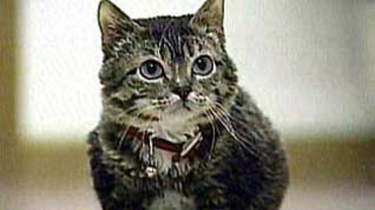 Самый маленький взрослый кот в мире весит 1,3 килограмма