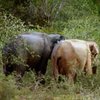 В Шри-Ланке впервые обнаружили белую слониху