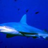 Получено эффективное средство защиты от акул