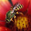Лесные пчелы могут повышать урожай кофе