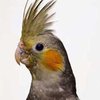 Попугай помог бросить курить