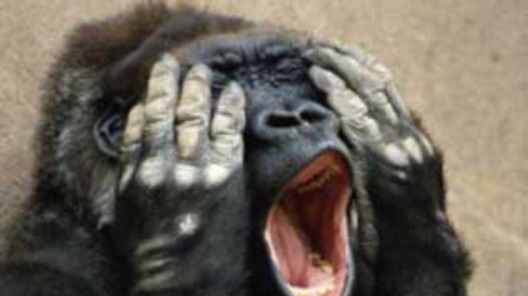 Зубная боль заставила гориллу жестами вызвать 12 медиков