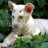 В испанском заповеднике родился белый голубоглазый тигренок