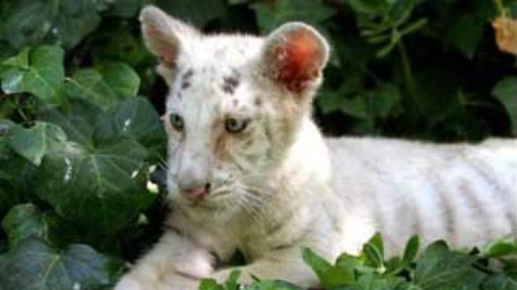 В испанском заповеднике родился белый голубоглазый тигренок