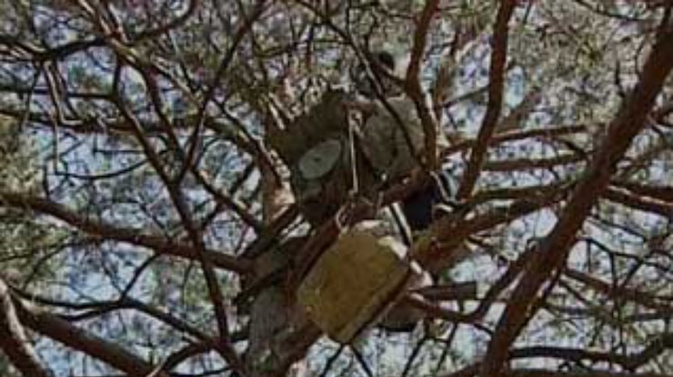 Ради меда пасечник из Полесья готов лазить по деревьям