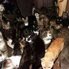 Бездомные кошки парализовали работу государственного радио Кипра