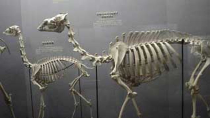 Для производства скелетов музей взял на работу кожеедов