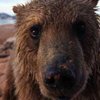 В горнолыжном центре Абзаково в России завелся медведь-алкоголик