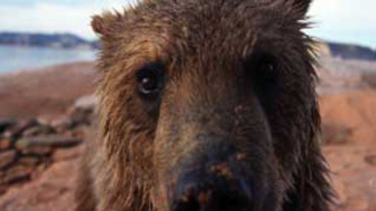 В горнолыжном центре Абзаково в России завелся медведь-алкоголик