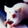 Ученые вывели мышей-шизофреников