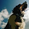 В Ставропольском крае России живет собака-парашютистка