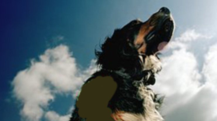 В Ставропольском крае России живет собака-парашютистка