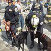 Собаки-спасатели страдают от последствий 11 сентября