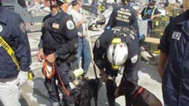 Собаки-спасатели страдают от последствий 11 сентября