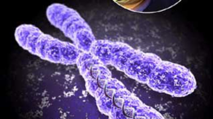 Питерские ученые удлинили жизнь клеток, удлинив хромосомы
