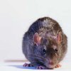 Бельгийские ученые научили крыс находить мины