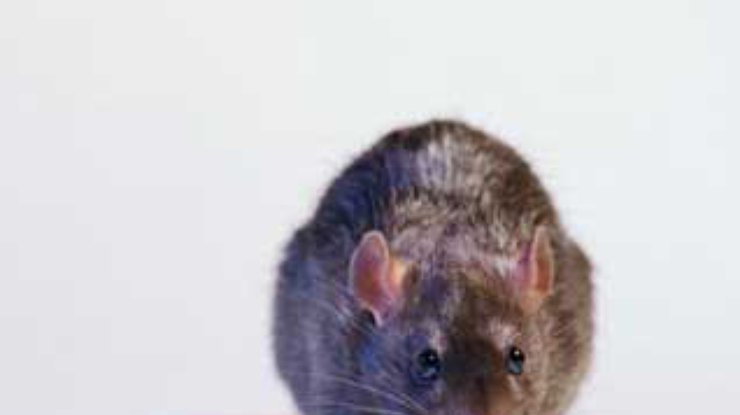 Бельгийские ученые научили крыс находить мины